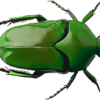 Free Insect Pheromone Kits Offered to Selected Research Students Worldwide cetonid beetle 2