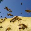 As Bee Numbers Decline US Bee Film Heightens Worries That Pesticides May Be The Cause Bee numbers