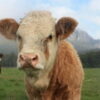 Organic Milk Has More Beneficial Fats And Consistent Quality organic milk