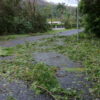 Cyclone Yasi News and Pictures Damage to vegetation caused by Cyclone Yasi