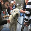 The Wheaten Terrier – Grooming and Care how to groom a wheaten terrier