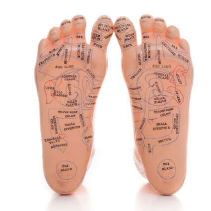 Reflexology foot/ body organs influence areas