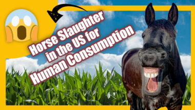 Illustraion is teatured image for the article "horse slaughter" in the US for human consumption".horse slaughter in the US