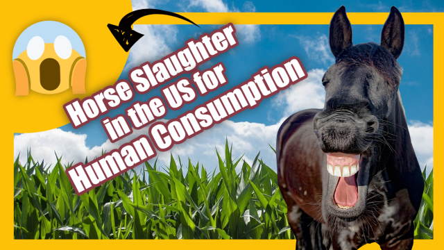 Illustraion is teatured image for the article "horse slaughter" in the US for human consumption".horse slaughter in the US
