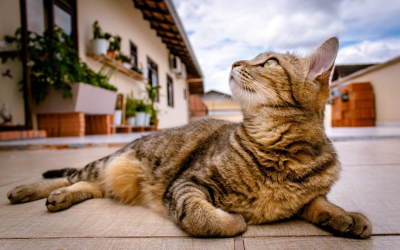 Image shows a relaxed healthy tabby cat lying in front of a villa to illustrate the positive effect of CBD Oil on Cats.