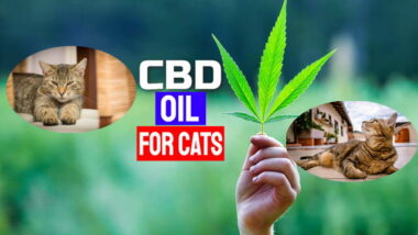 Featured image shows two contented cats with the text image "CDB oil for cats".