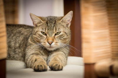 Image shows a contented tabby cat to illustrate the positive effect of CBD Oil on Cats.