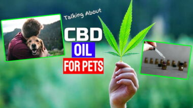 Featured image for this article contains the text: "Talking About CBD Oil for Pets".