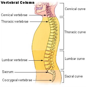 The five lumbar vertebrae define the lower back region.
