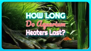 Image with text: "How long do aquarium heaters last?"